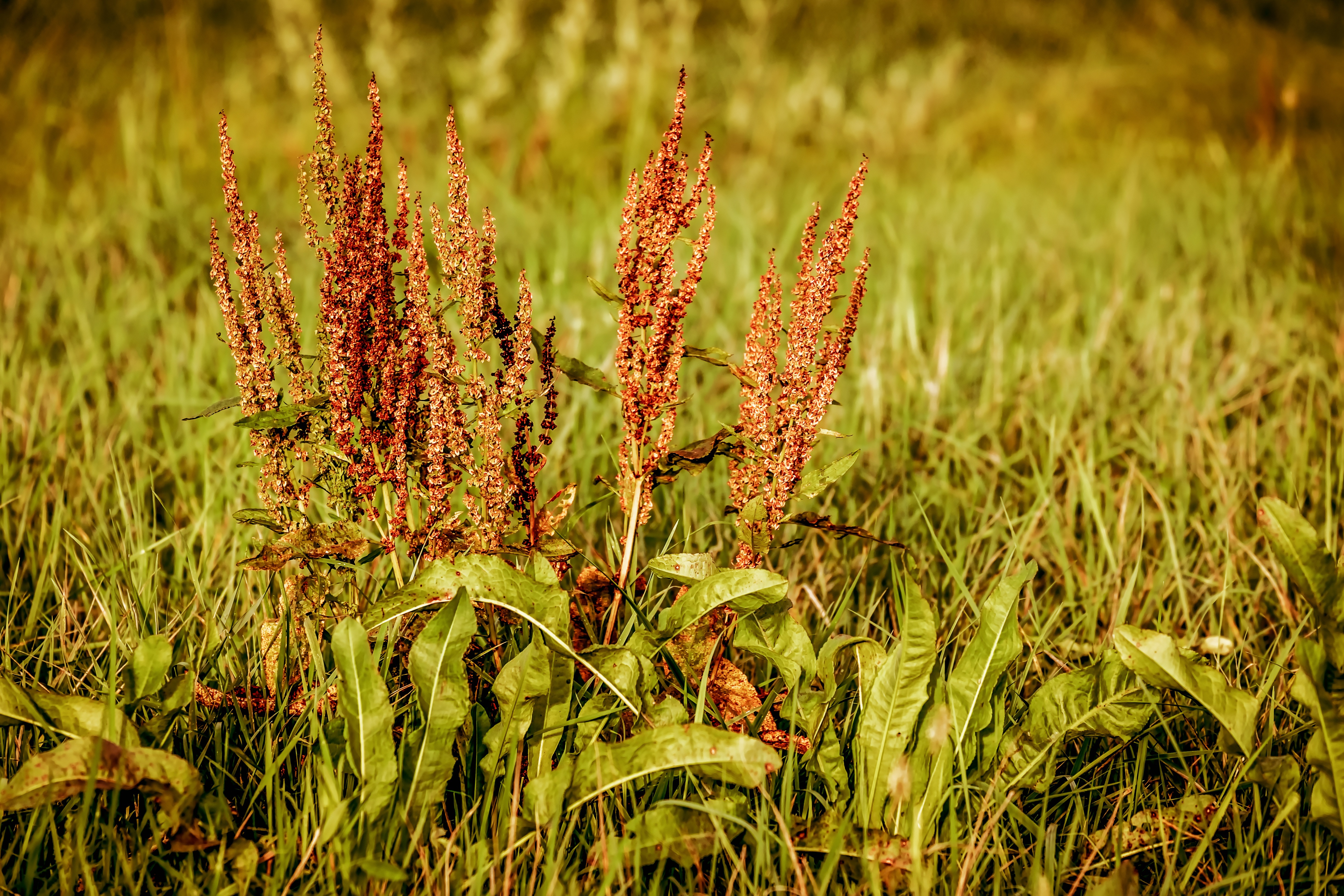 Image d'une plante de rumex dans une prairie. 