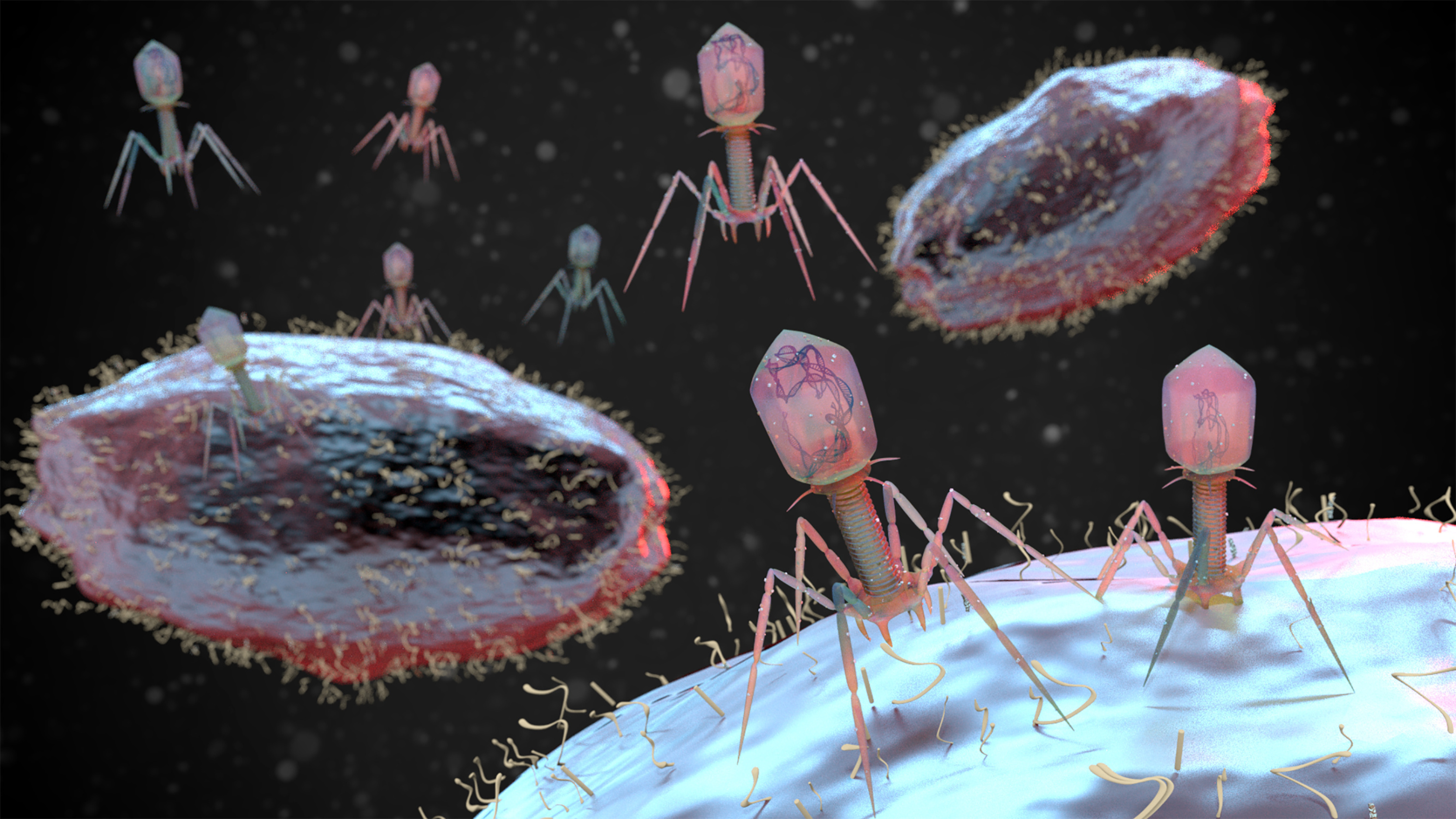 Image de bactériophages