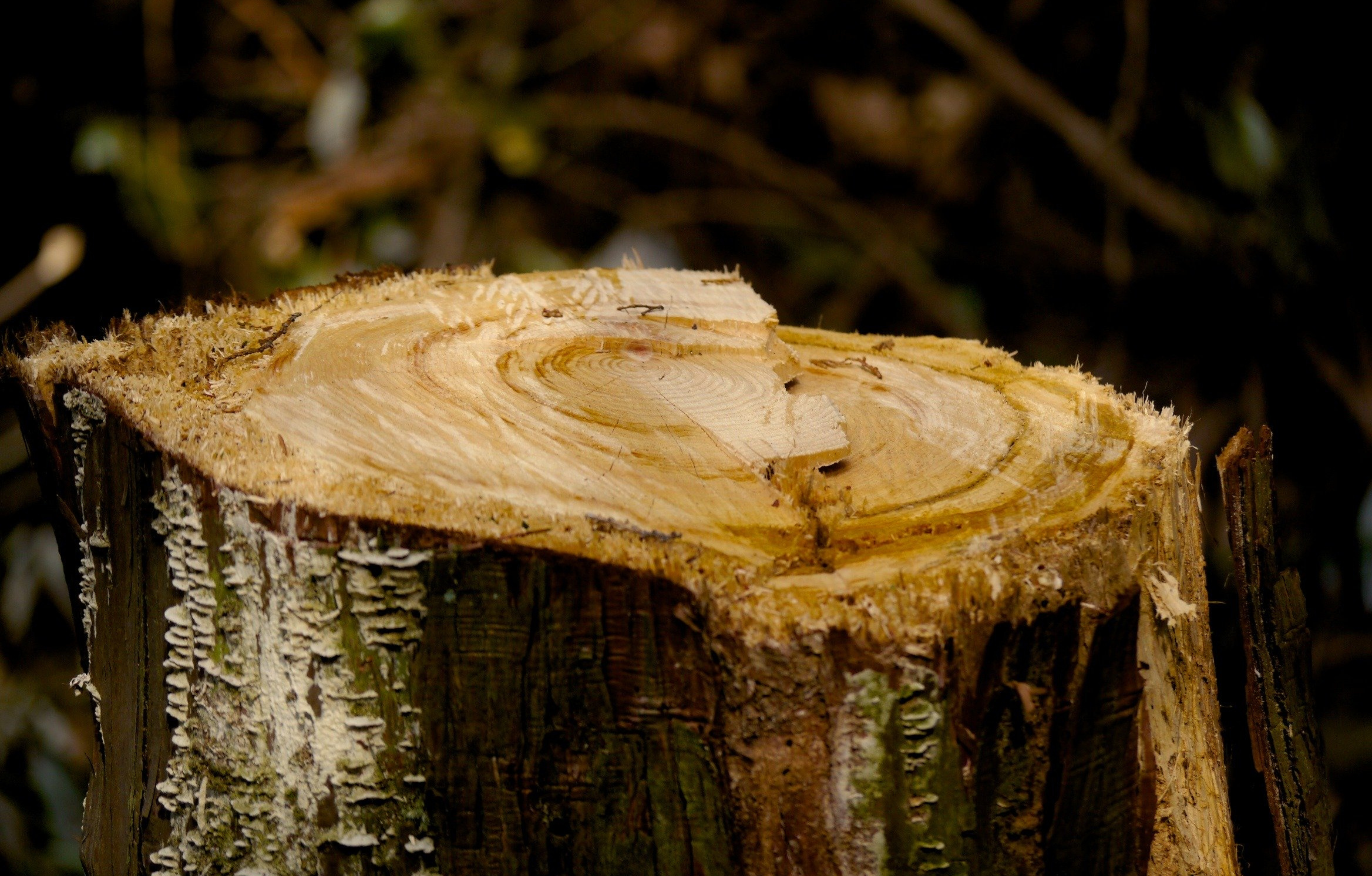 Tronc d'arbre