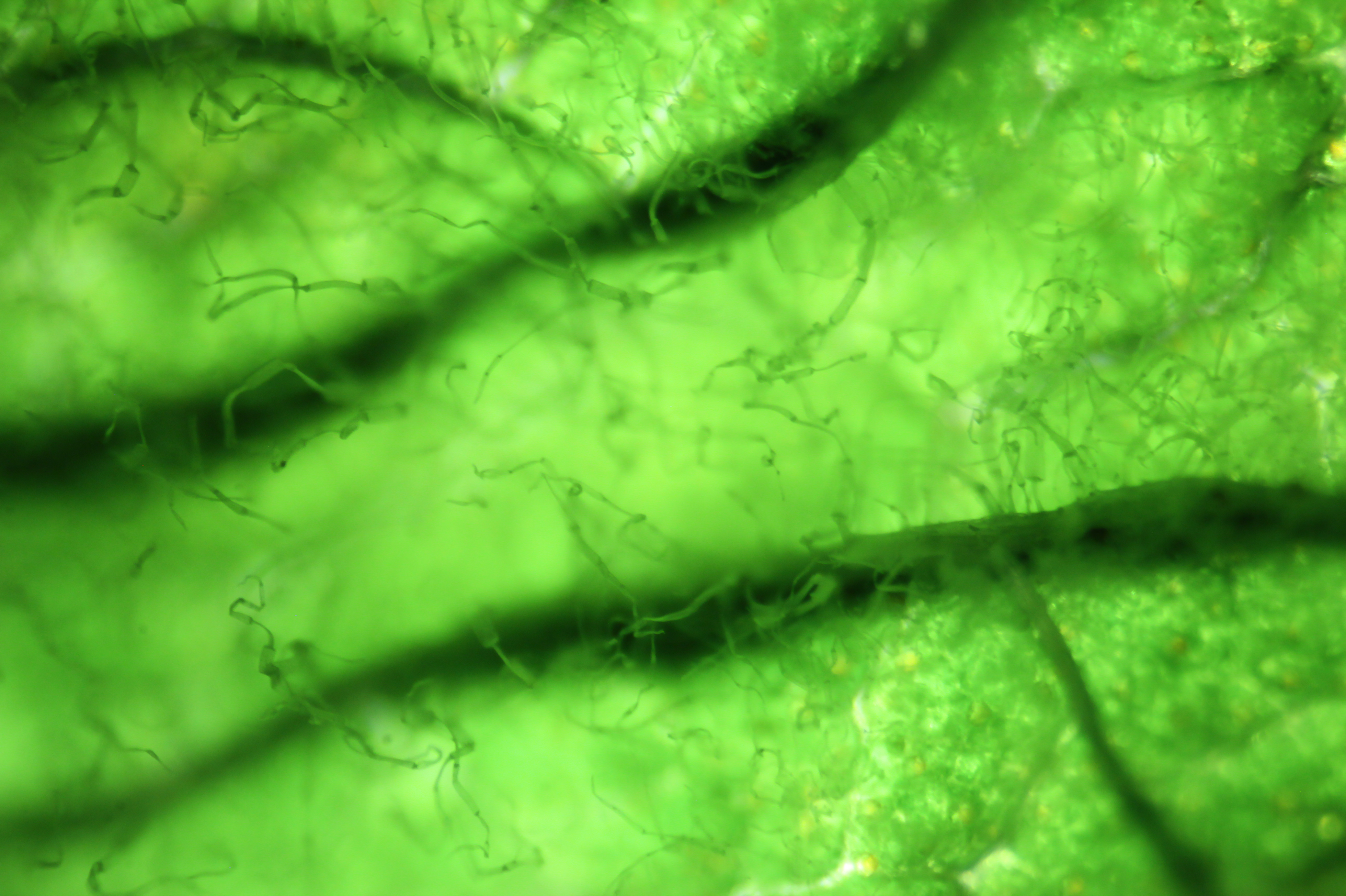 Microalgues