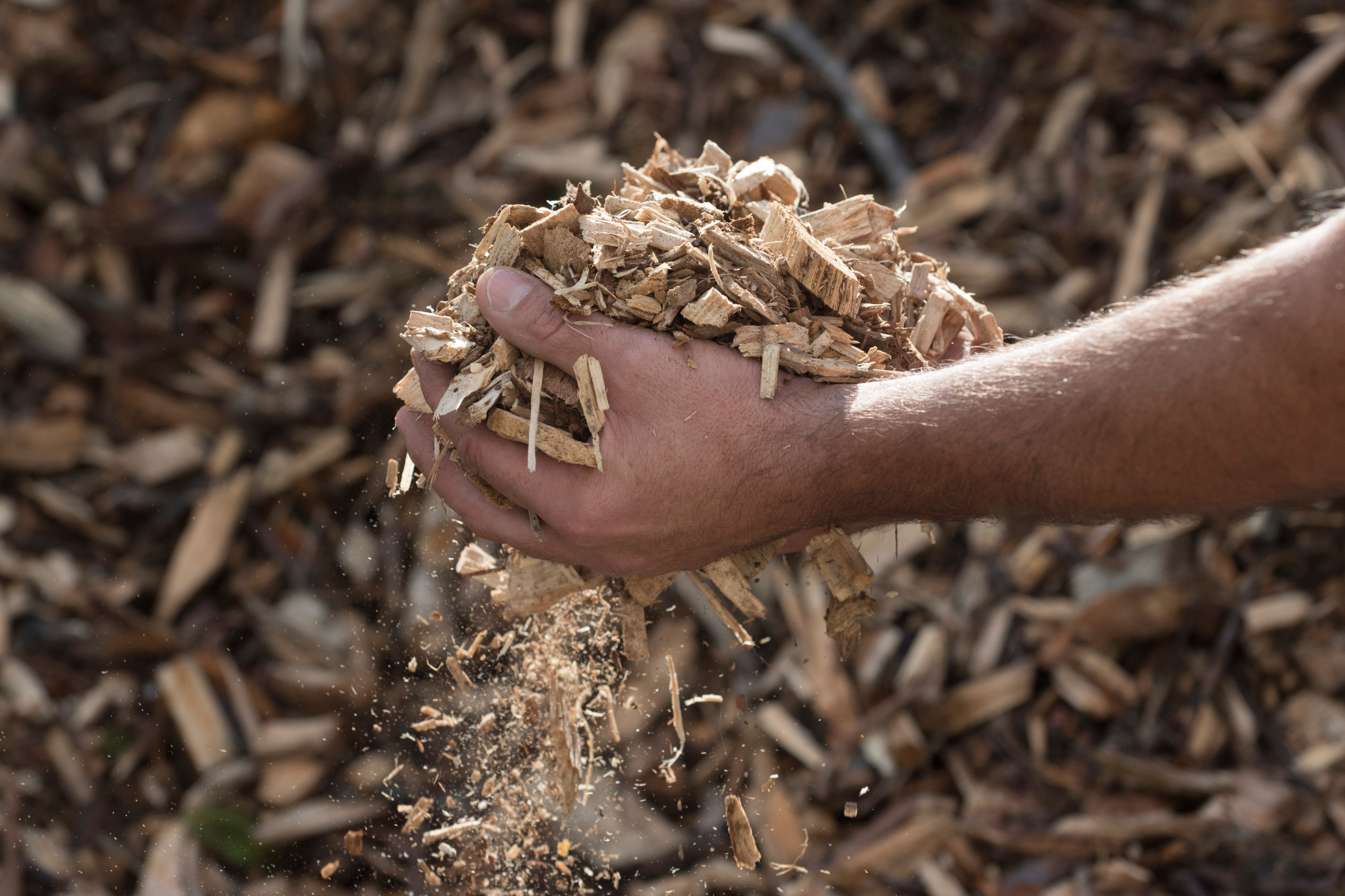 Copeaux de bois
