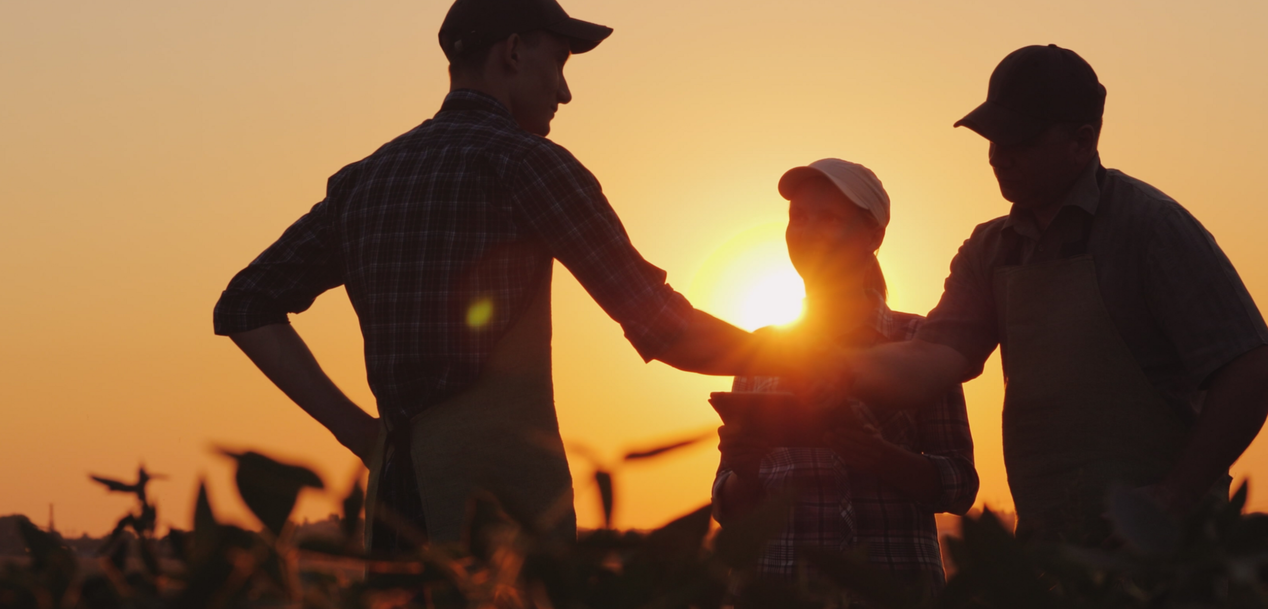 Trois agriculteurs dans un champs au coucher de soleil