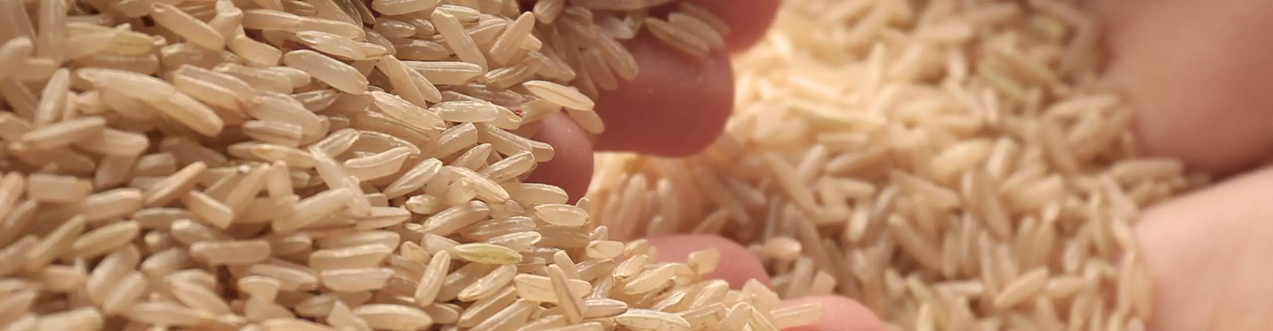 Maint tenant du riz