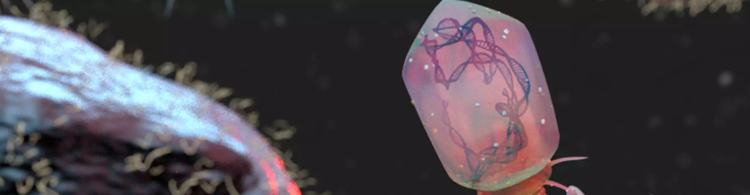 Image de bactériophages