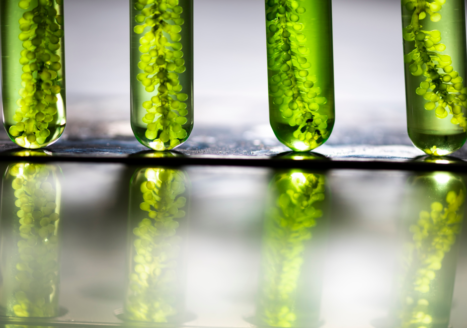 Microalgues