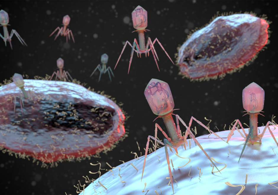 Image de bactériophages
